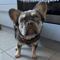 Dolcie The Fluffy Frenchie - Top Frenchie