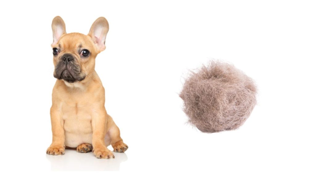 Do French Bulldogs Shed? Expert Tips to Manage Their Shedding! Do French Bulldogs Shed?