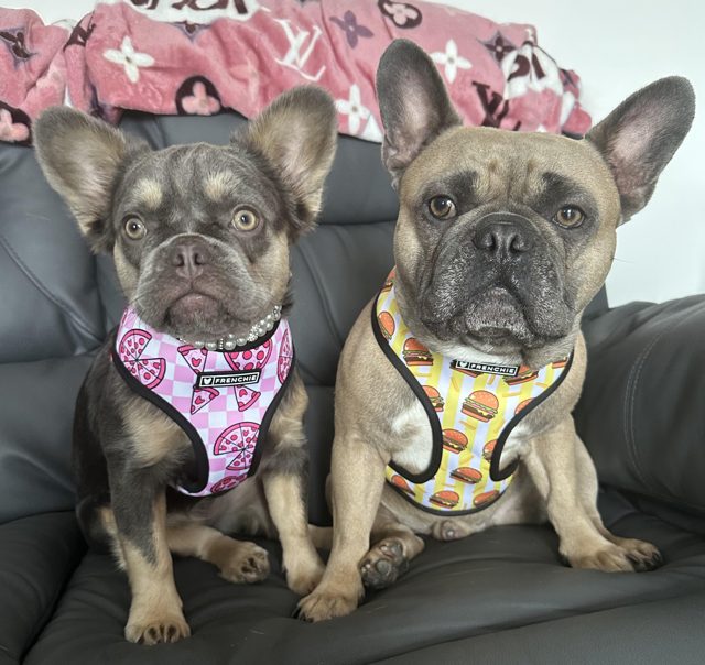 Louis V & Dolcie’s French Bulldog Shampoo Review Louis V & Dolcie Looking Dapper as ever - Top Frenchie