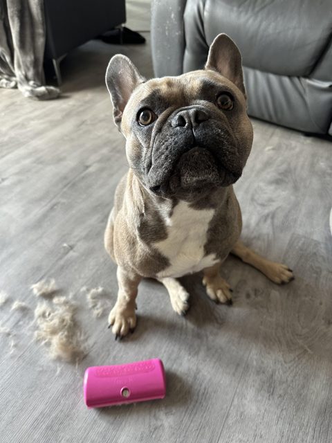 Do French Bulldogs Shed? Expert Tips to Manage Their Shedding! Louis V - Managing French Bulldog Shedding - Top Frenchie