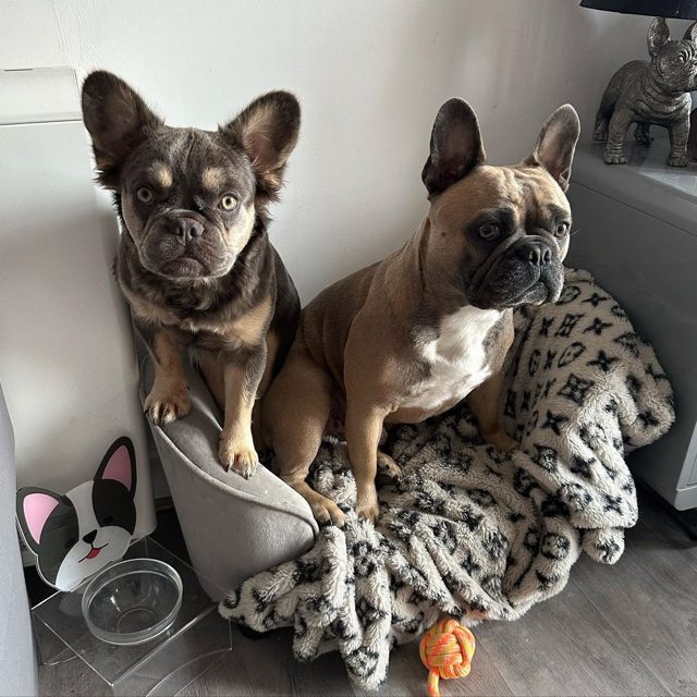 Fluffy Frenchie: Your Guide To This Adorable Breed Normal Frenchie vs Fluffy Frenchie Top Frenchie Medium
