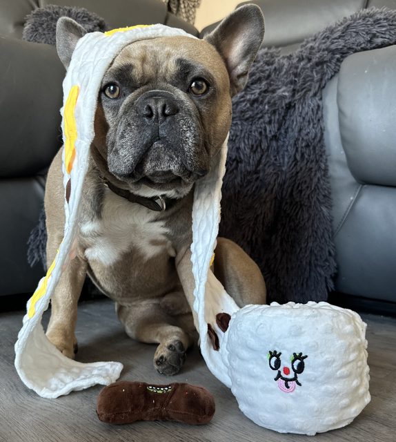 Top French Bulldog Toys To Keep Your Frenchie Entertained! Paw Pals toilet paper snuffle nose work toy - Top Frenchie