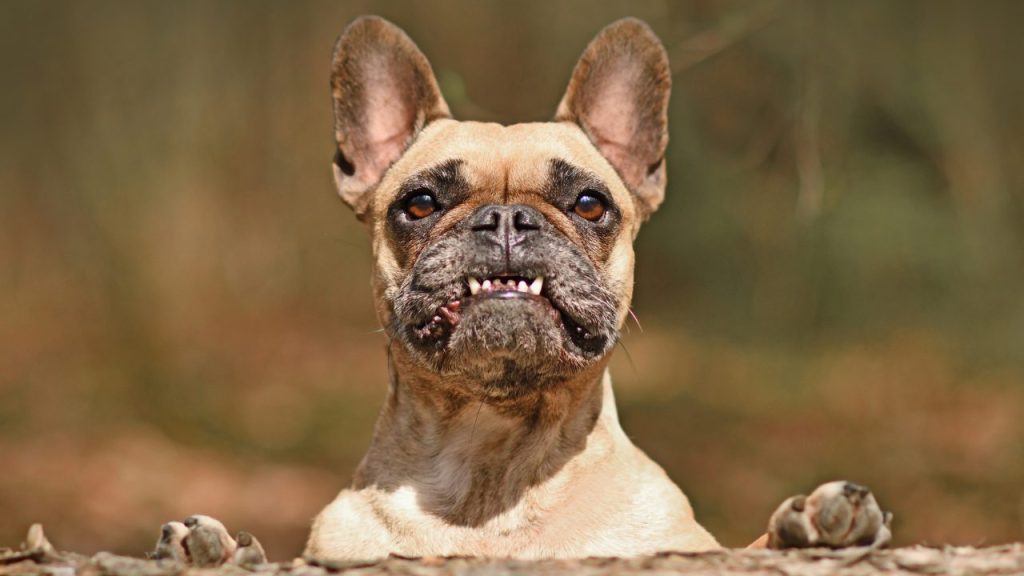 Caring for French Bulldog Teeth: Health & Hygiene 2
