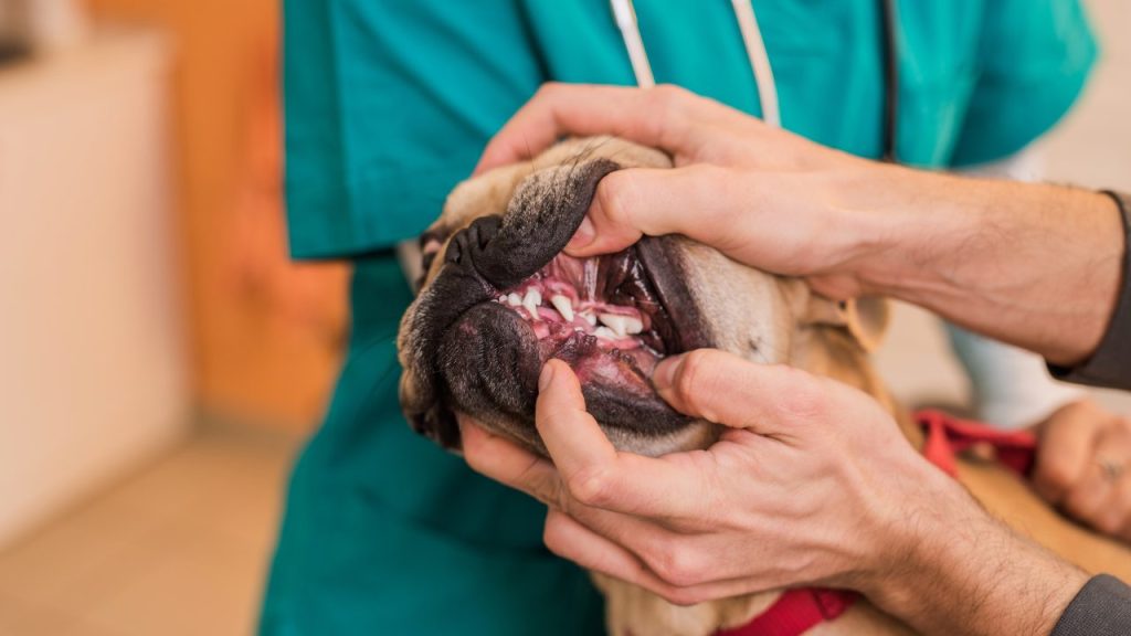 Caring for French Bulldog Teeth: Health & Hygiene Professional dental cleaning involves a thorough cleaning of your Frenchie's teeth and gums.