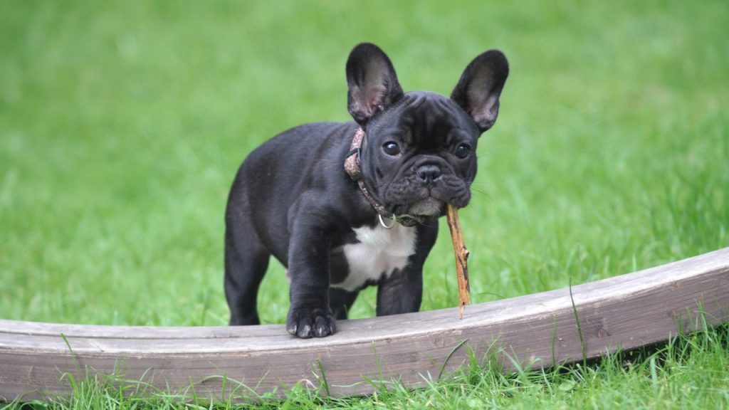 Caring for French Bulldog Teeth: Health & Hygiene Teething toys and treats can help alleviate discomfort in French Bulldog puppies.