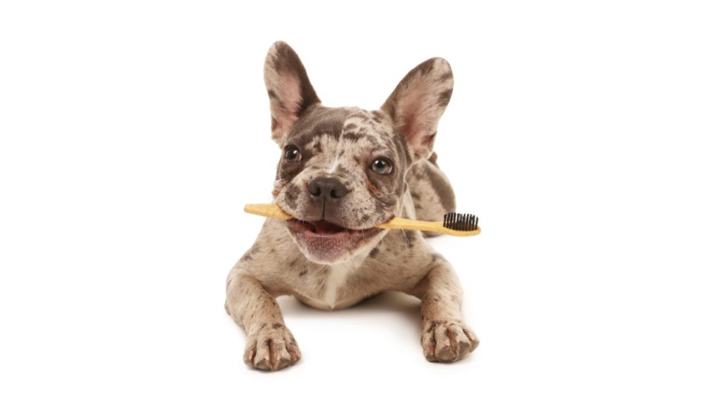 Caring for French Bulldog Teeth: Health & Hygiene 5