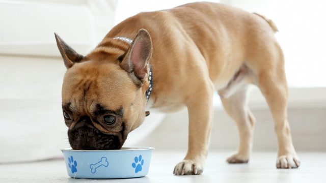 The Definitive Guide to Foods Your French Bulldog Can and Can't Eat French Bulldog Dietary Requirements Top Frenchie