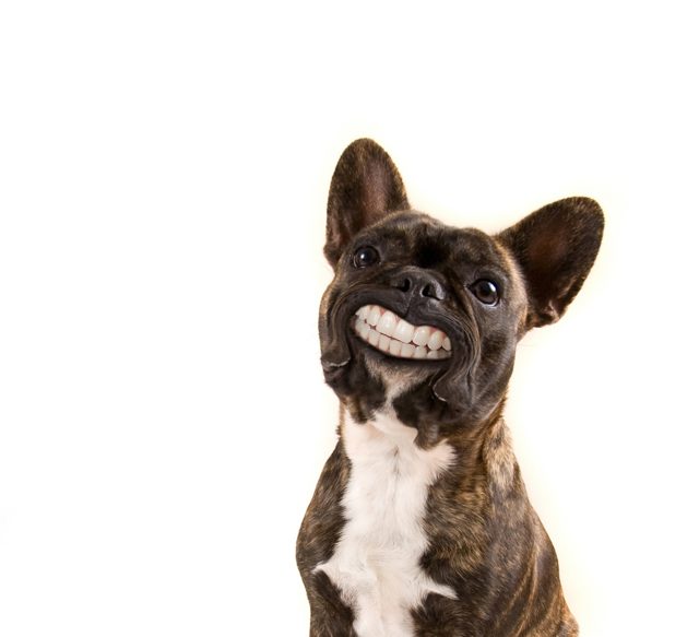 Caring for French Bulldog Teeth: Health & Hygiene French Bulldog Funny Smile Top Frenchie