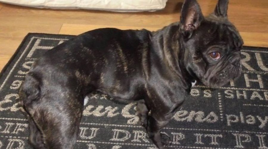 Debunking Myths: The Truth About the French Bulldog Tail French Bulldog Hemivertebrae - Top Frenchie