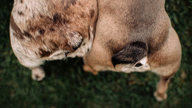 Debunking Myths: The Truth About the French Bulldog Tail French Bulldog Screw Tail - Top Frenchie