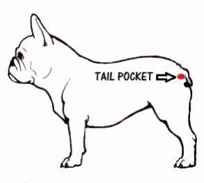 Debunking Myths: The Truth About the French Bulldog Tail French Bulldog Tail Pocket - Top Frenchie