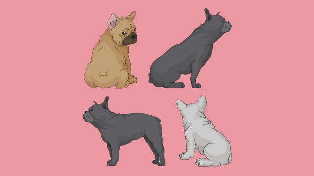 French Bulldog Tail - Top Frenchie
