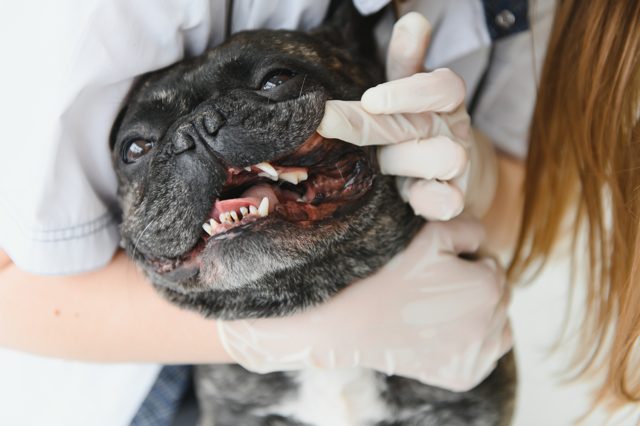Caring for French Bulldog Teeth: Health & Hygiene French Bulldog Teeth Structure - Top Frenchie