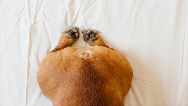 Debunking Myths: The Truth About the French Bulldog Tail French Bulldog With No Tail - Top Frenchie