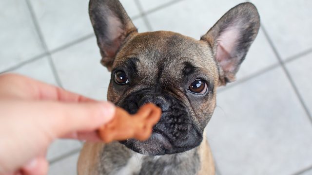The Definitive Guide to Foods Your French Bulldog Can and Can't Eat Safe Foods For French Bulldogs Top Frenchie Medium