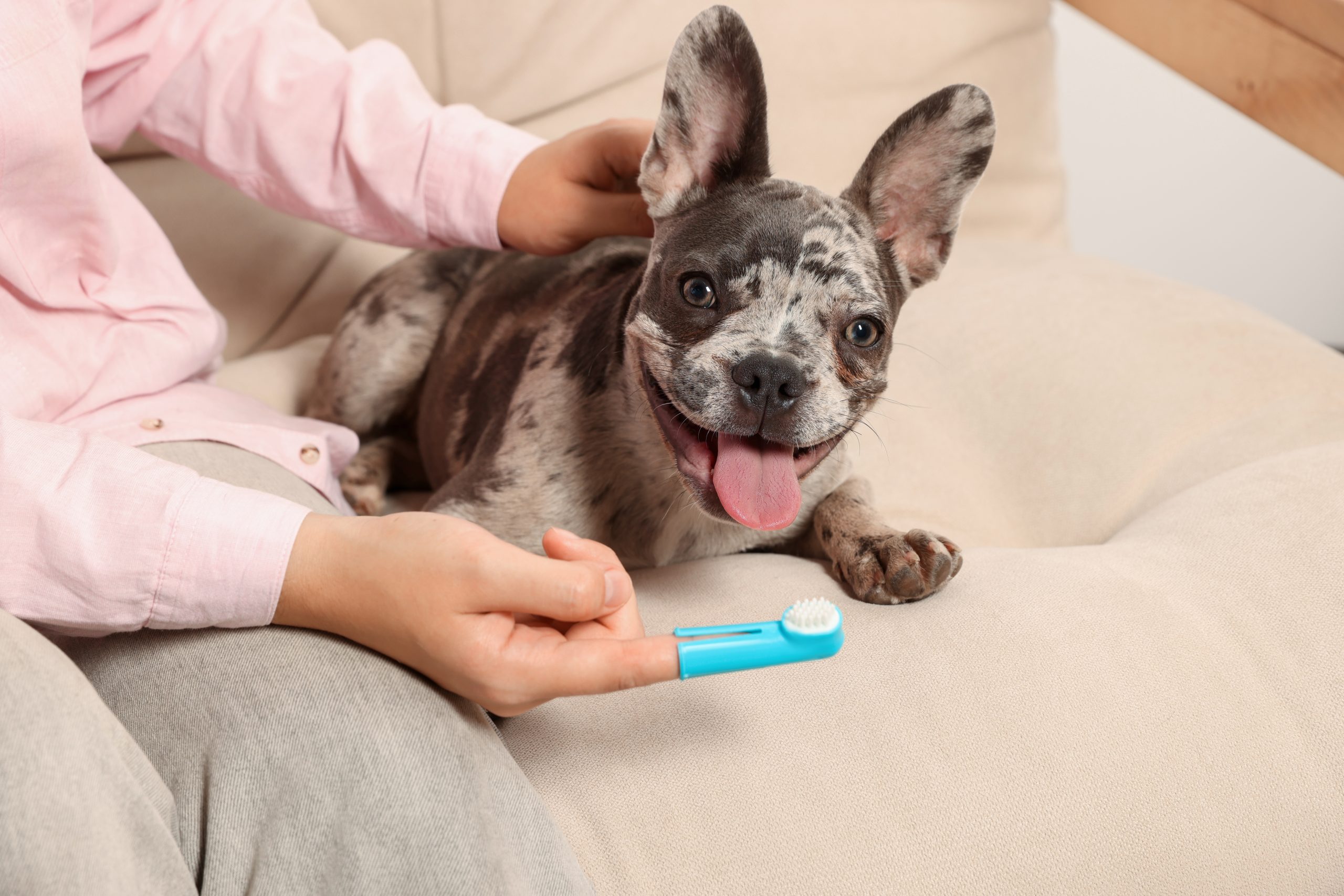 French Bulldog Teeth Require Regular Brushing