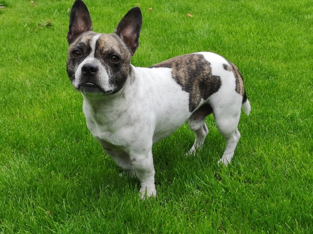 Chihuahua French Bulldog Mix - Top Frenchie