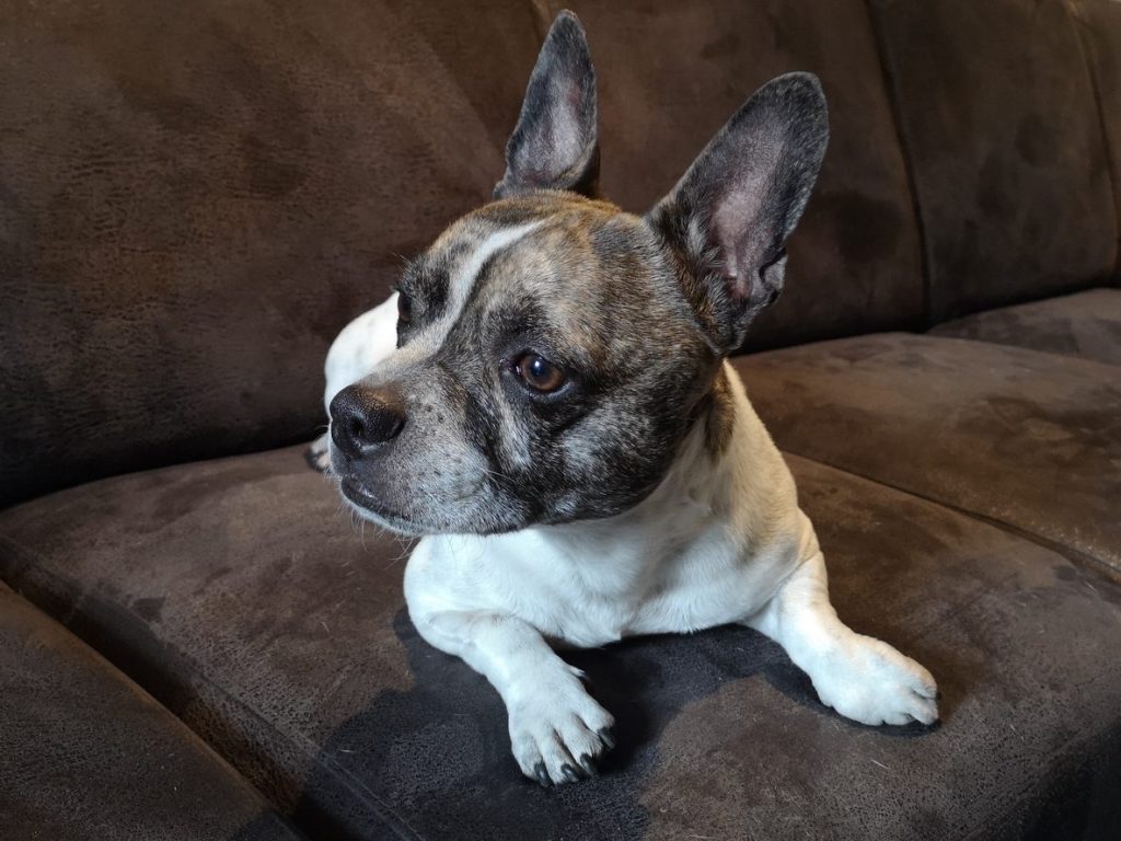 The Ultimate Guide to The Chihuahua French Bulldog Mix French Bullhuahua - Chibull - Top Frenchie