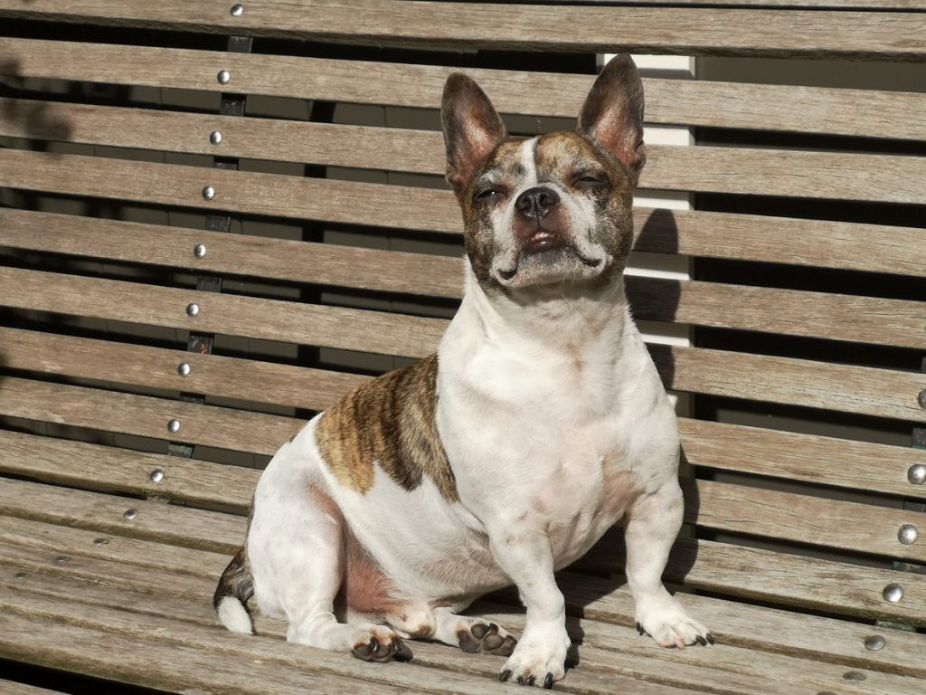 The Ultimate Guide to The Chihuahua French Bulldog Mix French Bullhuahua - Top Frenchie