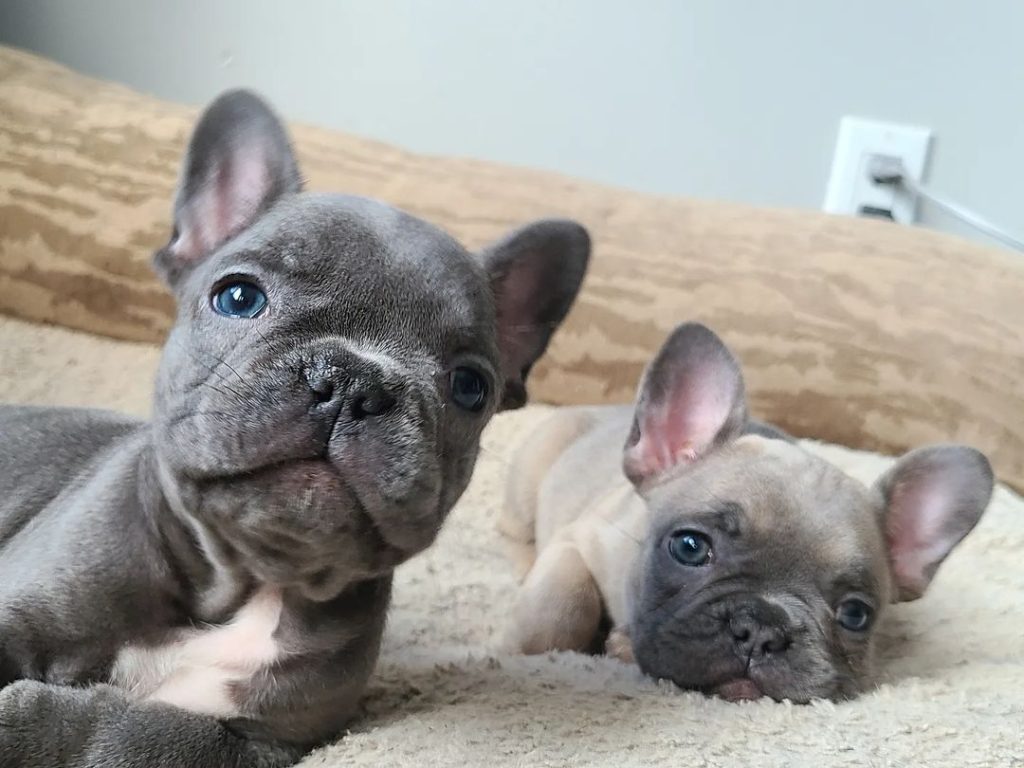 Blue French Bulldog 101 Guide: Everything You Need to Know! Different French Bulldog Colors - Top Frenchie