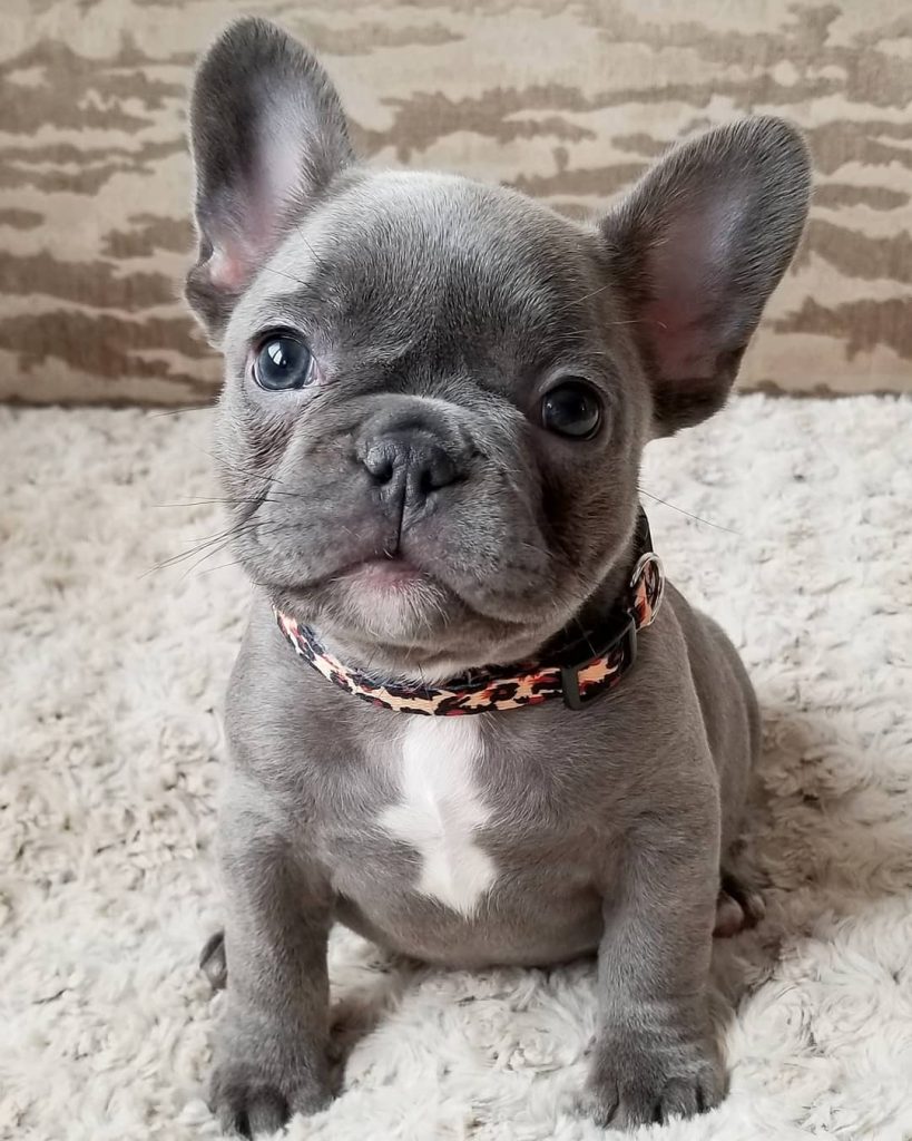 Blue French Bulldog 101 Guide: Everything You Need to Know! Cute Blue French Bulldog - Top Frenchie