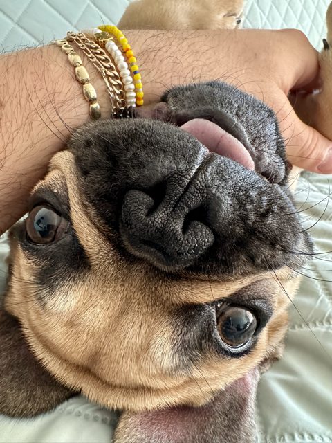 Nozzle Nectar Dog Nose Balm Review - Top Frenchie 1