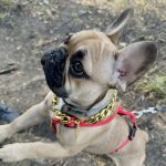 Pavlos and Baloo - Top Frenchie Product Reviewer Profile